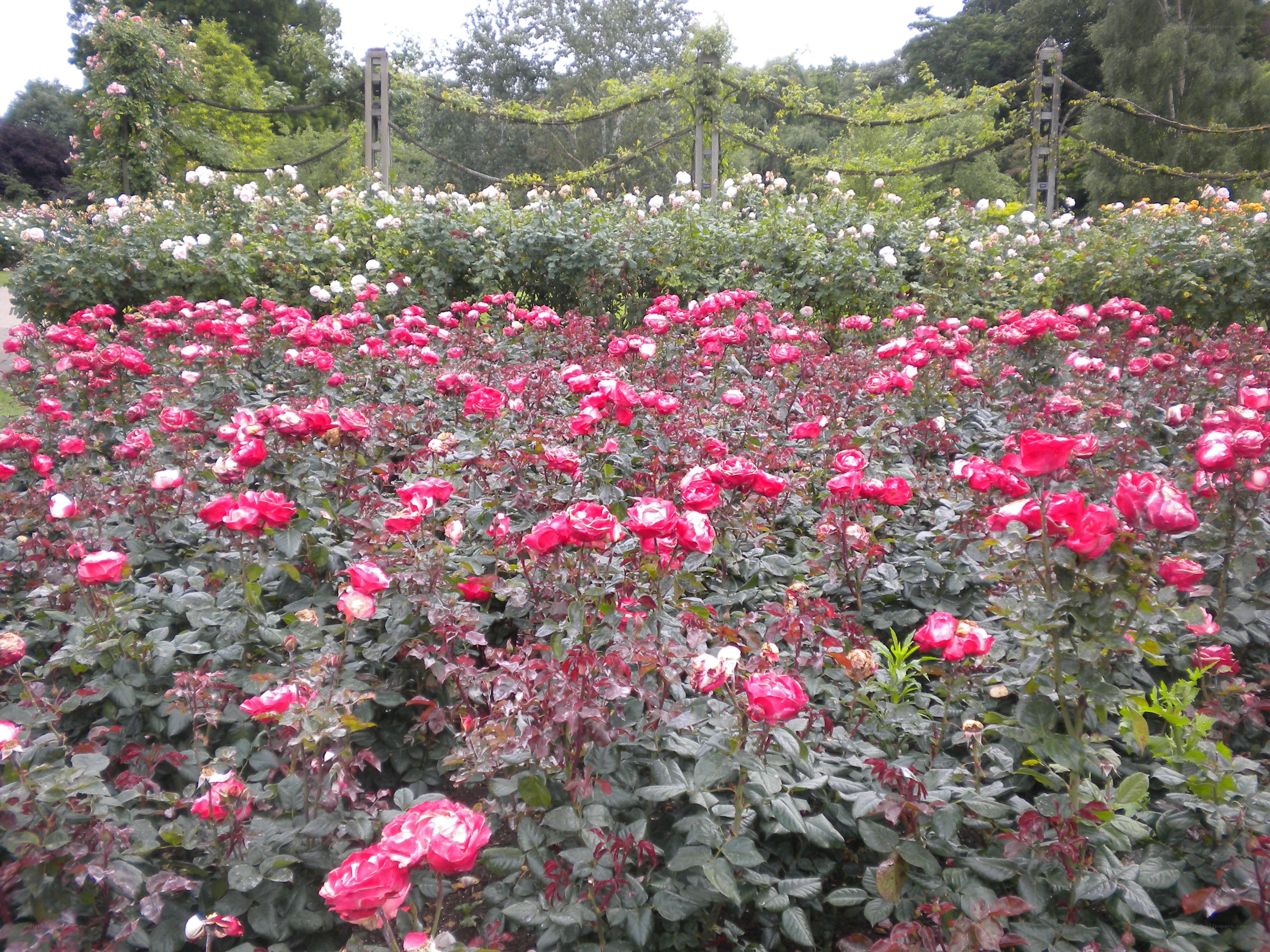 Rose garden in full bloom