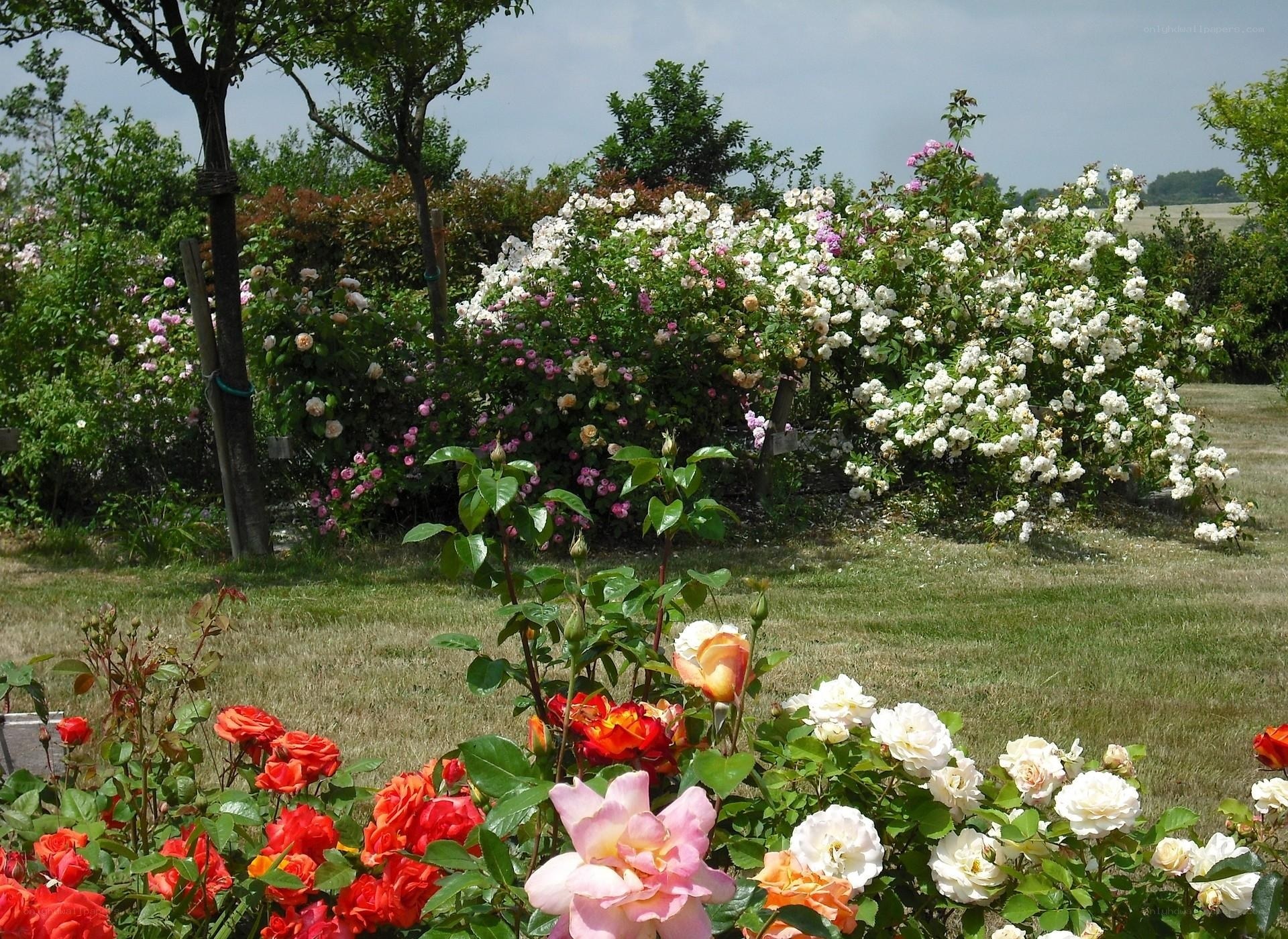 Rose garden in full bloom