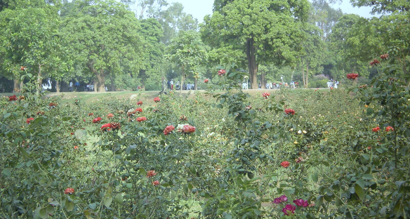 Rose Garden in Park — Green, Serene