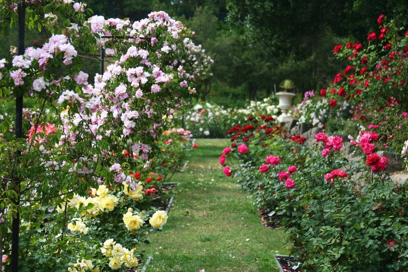 Rose Garden Path — Green, Serene, Afternoon, Photograph, Flowers