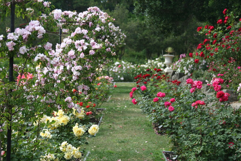 Rose Garden Path — Green, Serene, Afternoon, Photograph