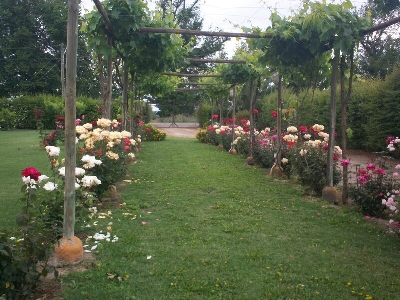 Rose Garden Path — Green, Serene, Afternoon