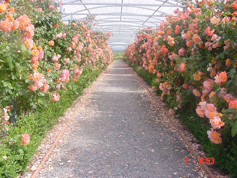 Rose Garden Path