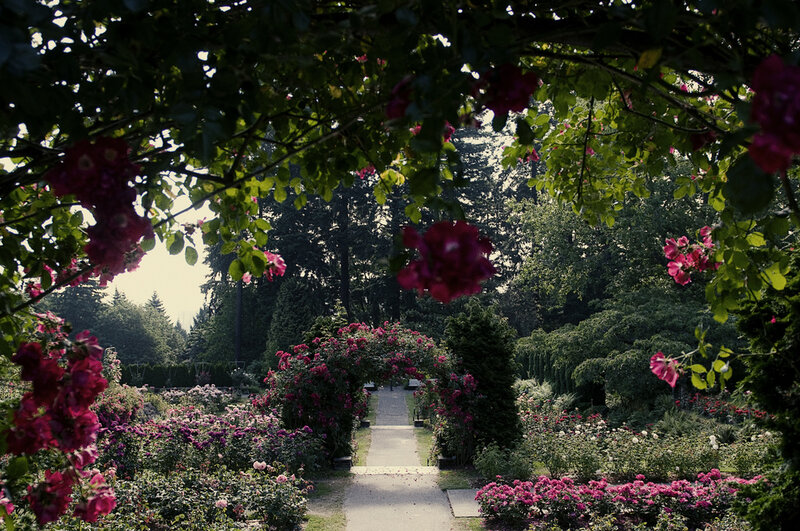 Rose Garden Pathway — Green