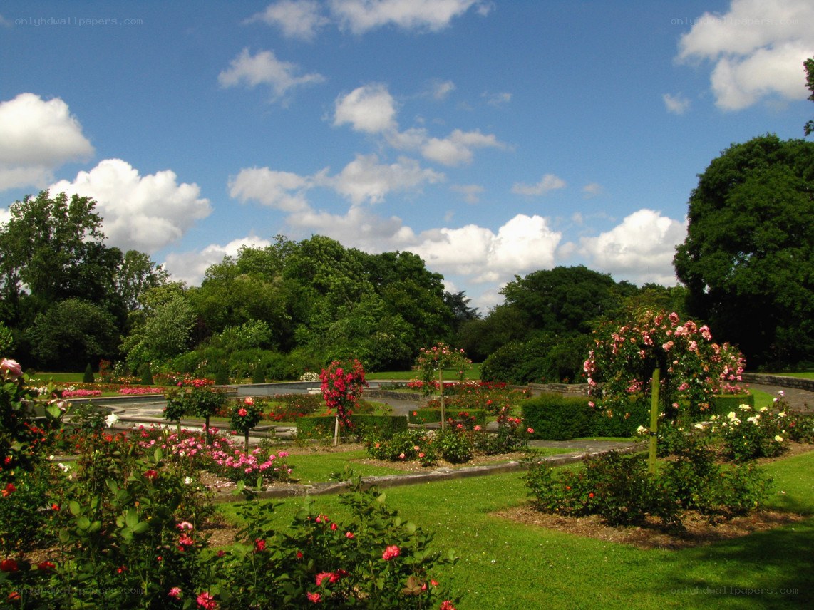 rose garden under blue sky