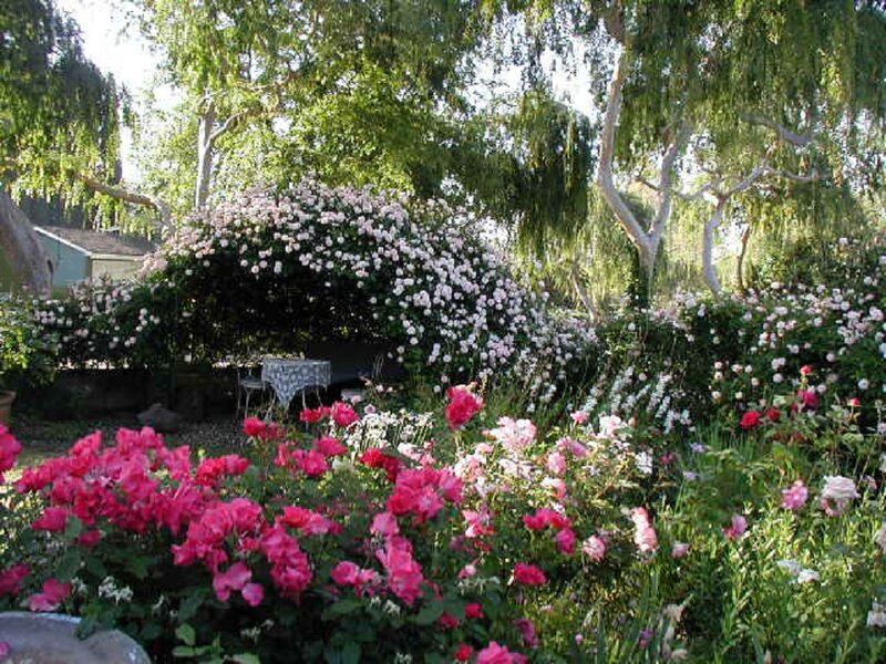 Rose Garden with Arbor — Pink