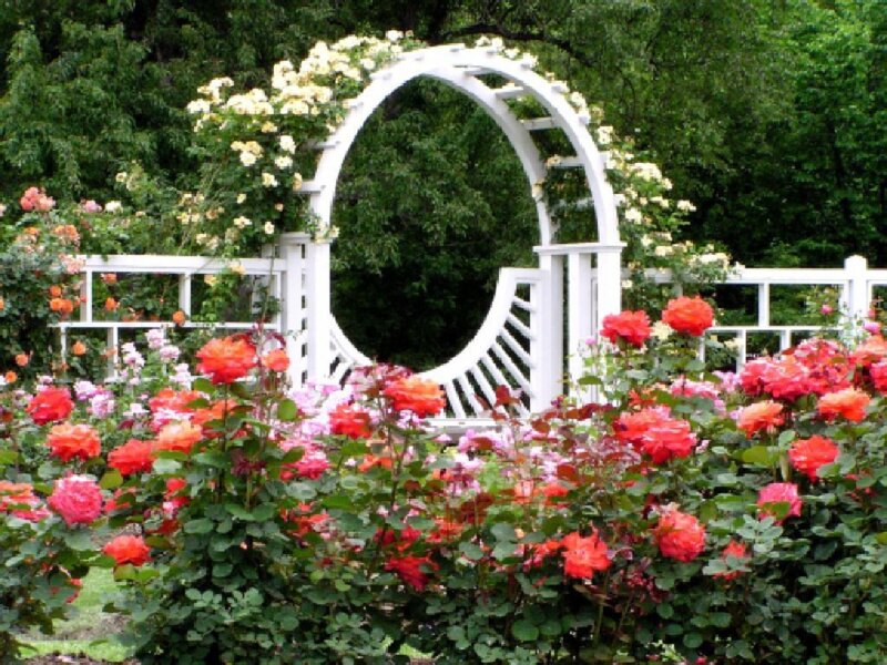 Rose Garden with Arbor — Red