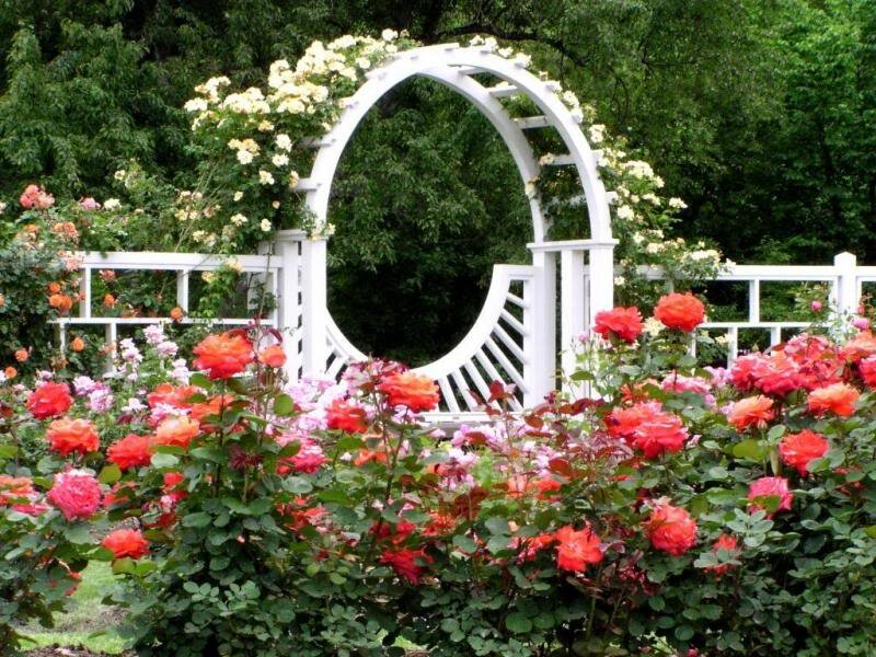 Rose Garden with Arbor