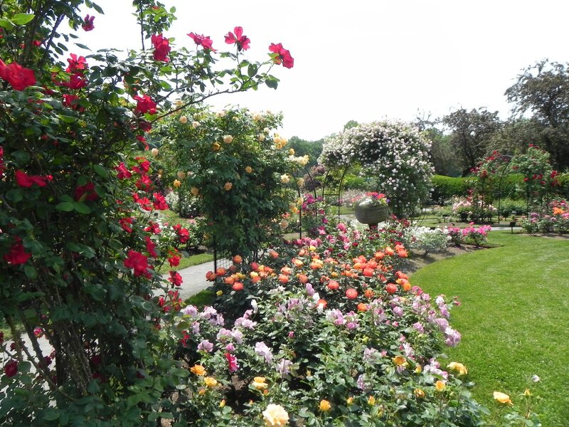 Rose Garden with Arches — Green