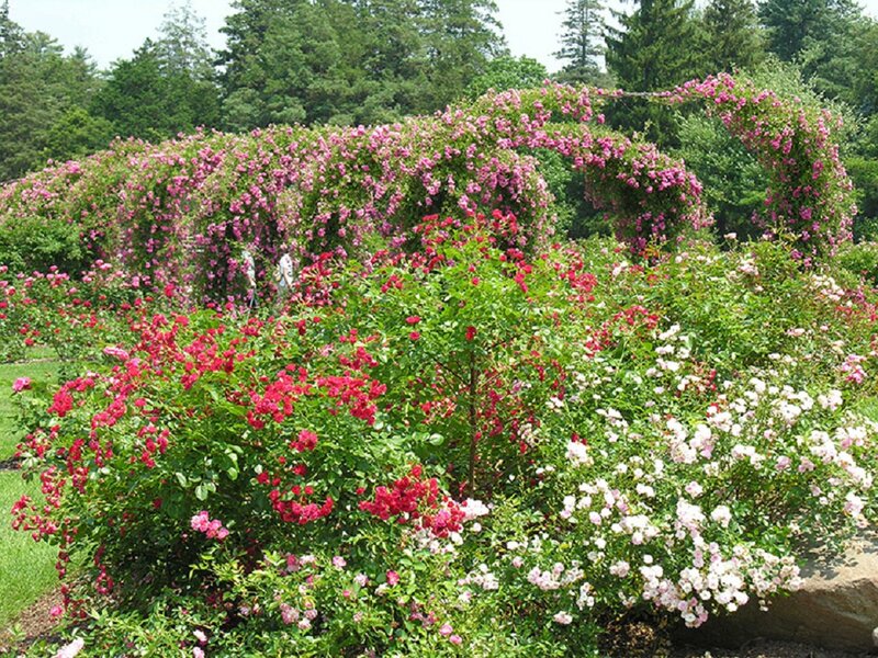 Rose Garden with Arches — Pink