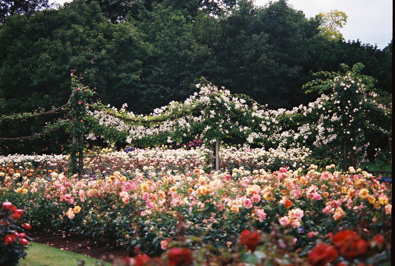 Rose Garden with Arches