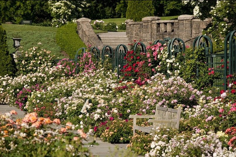 Rose Garden with Bench