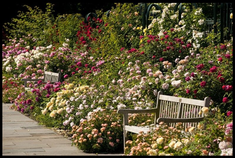 Rose Garden with Benches