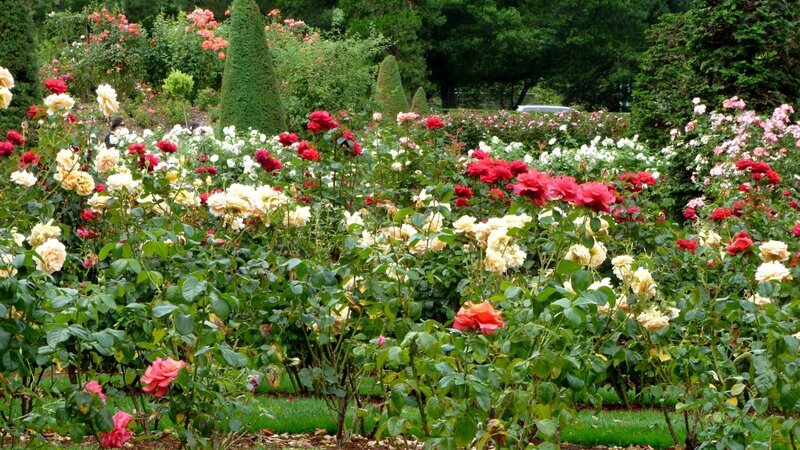 Rose Garden with Blooms