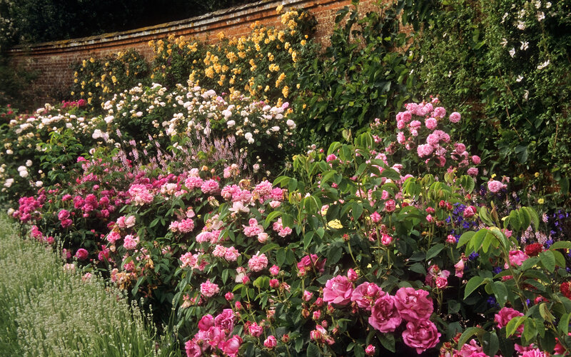 Rose Garden with Brick Wall