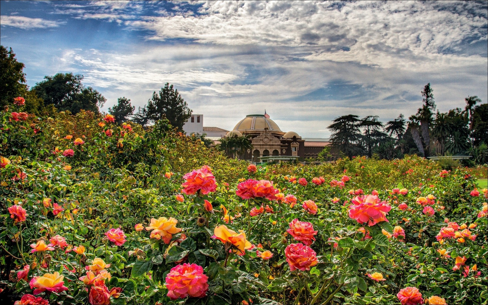 Rose garden with building in background