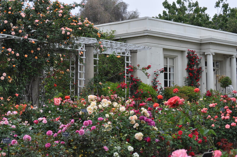 Rose Garden with Building — Pink