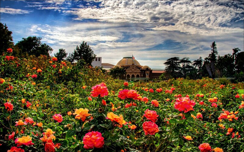 Rose Garden with Building