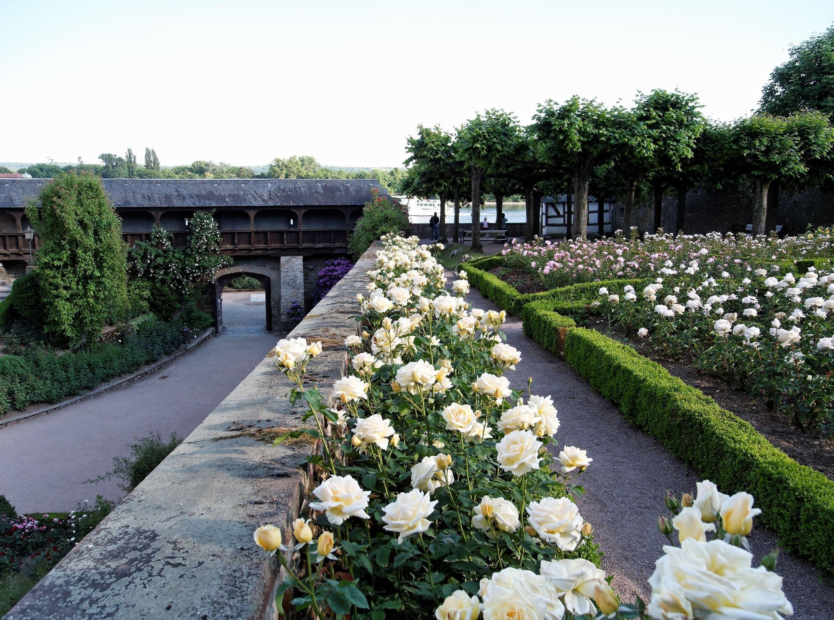 rose garden with covered bridge