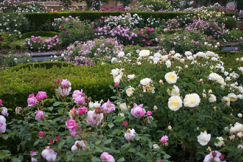 Rose Garden with Flowers — Green