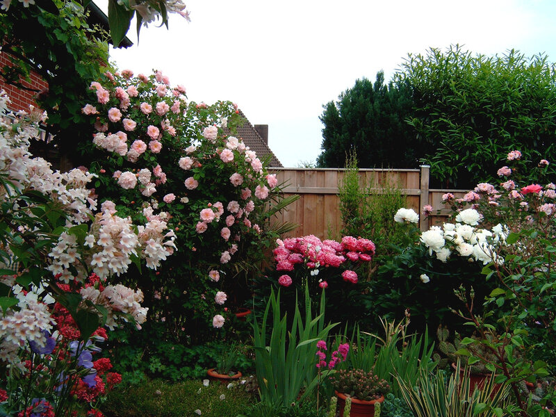 Rose Garden with Flowers