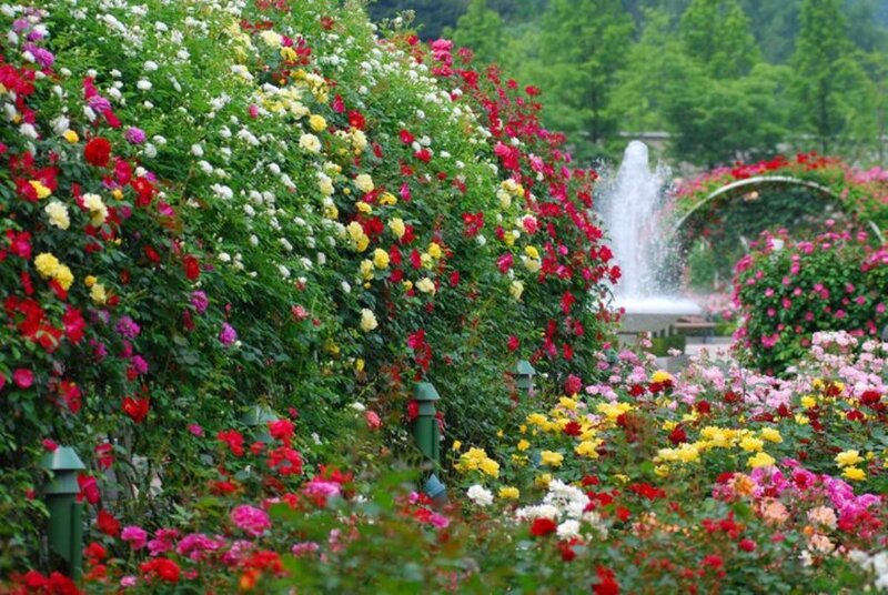 Rose Garden with Fountain — Green