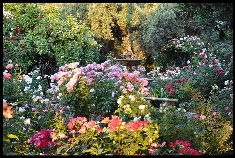 Rose Garden with Fountain — Pink, Serene