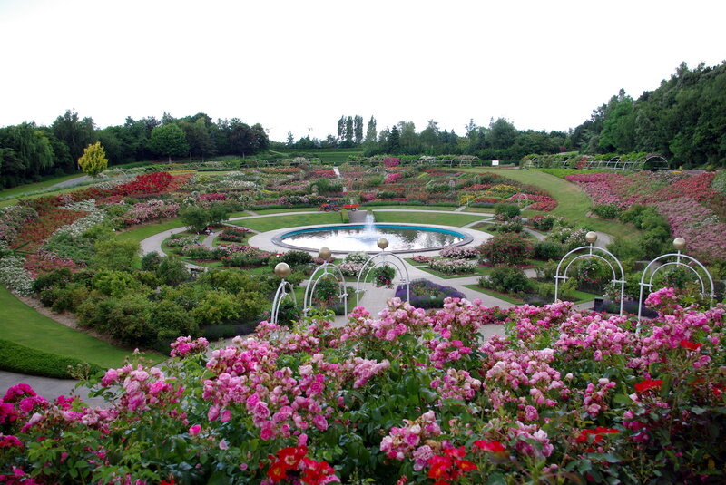 Rose Garden with Fountain — Pink