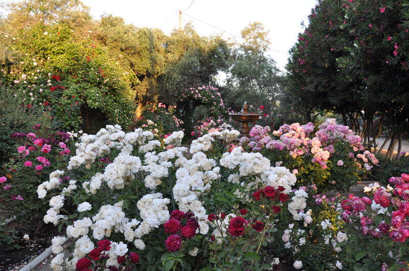 Rose Garden with Fountain — White