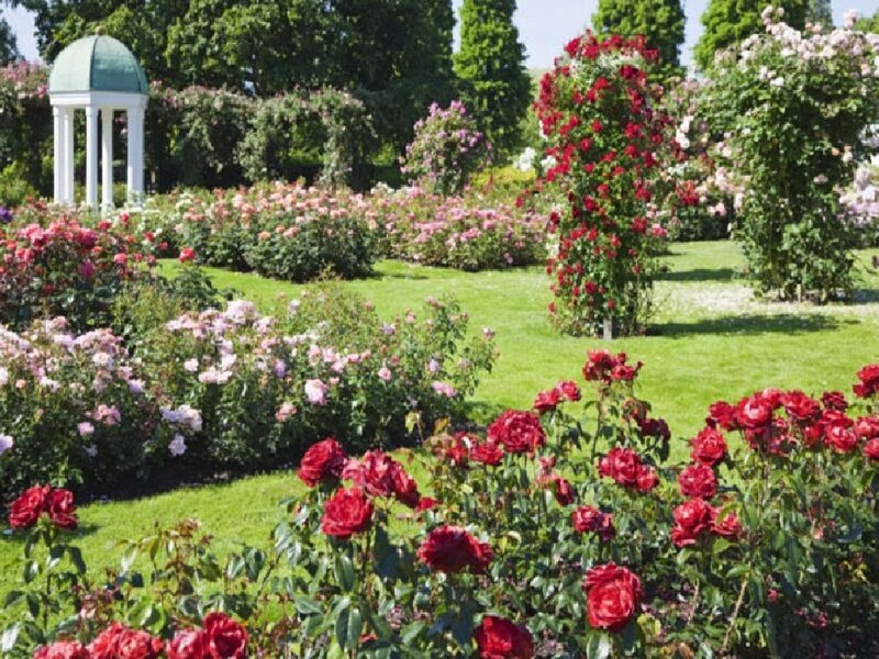 Rose Garden with Gazebo — Green, Serene