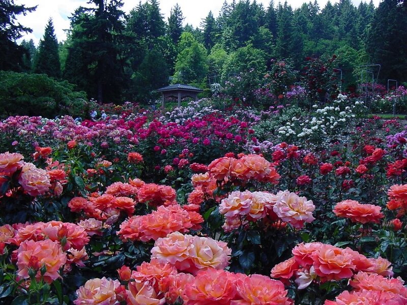 Rose Garden with Gazebo — Pink, Serene