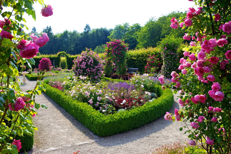 Rose Garden with Gravel Path