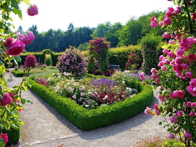 Rose Garden with Hedges — Pink, Serene