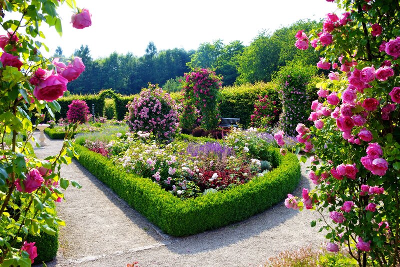 Rose Garden with Hedges — Pink