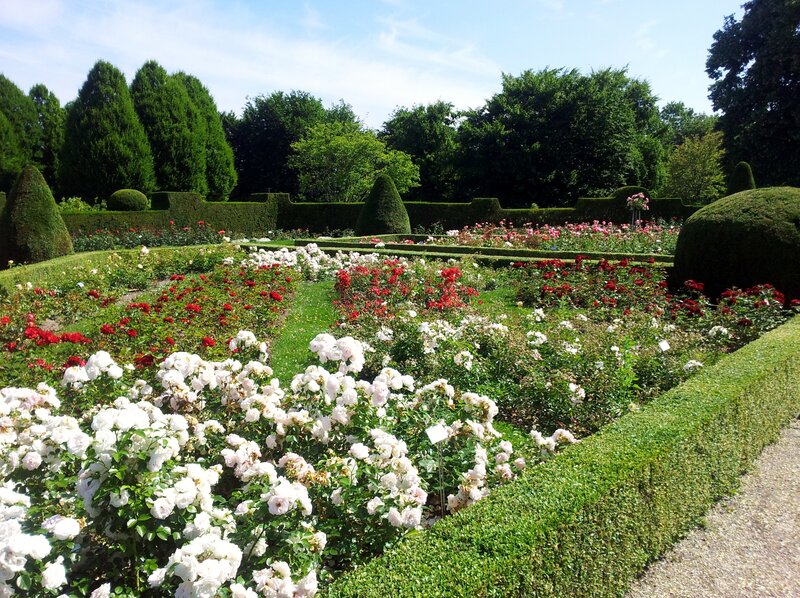 Rose Garden with Hedges