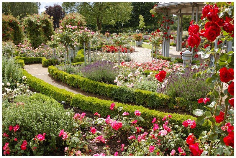 Rose Garden with Lavender