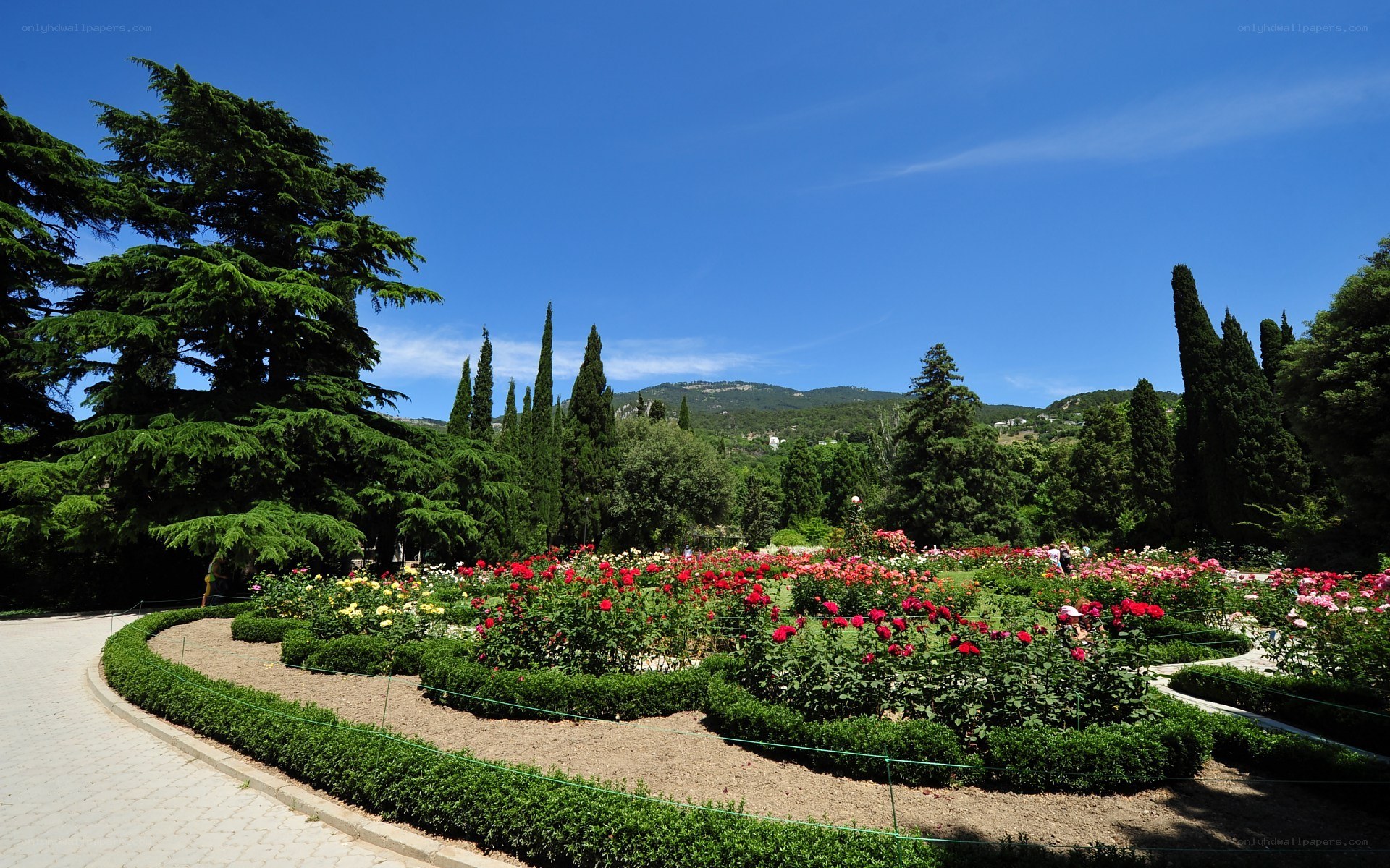 Rose garden with mountains