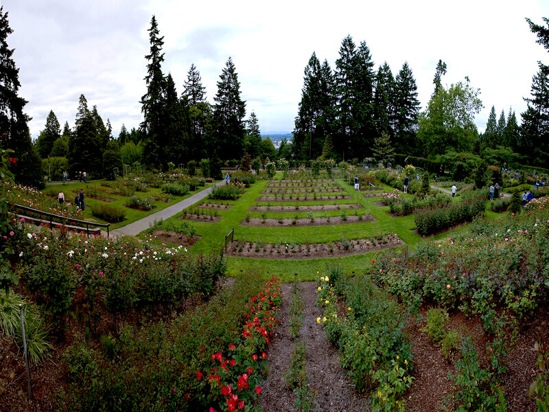 Rose Garden with Pathways