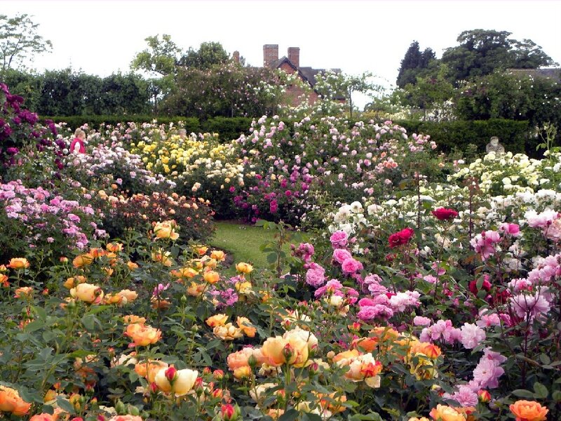 Rose Garden with People