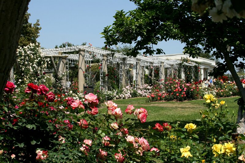 Rose Garden with Pergola — Pink