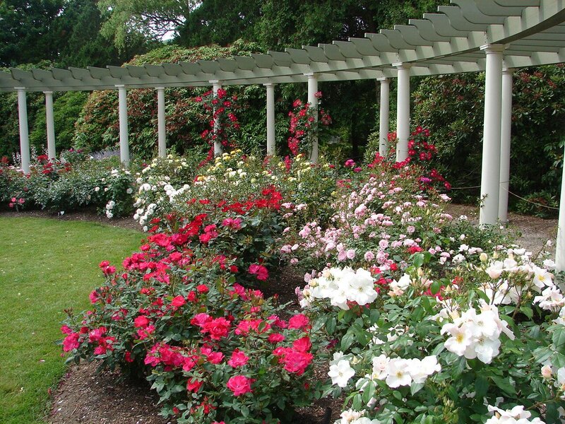 Rose Garden with Pergola