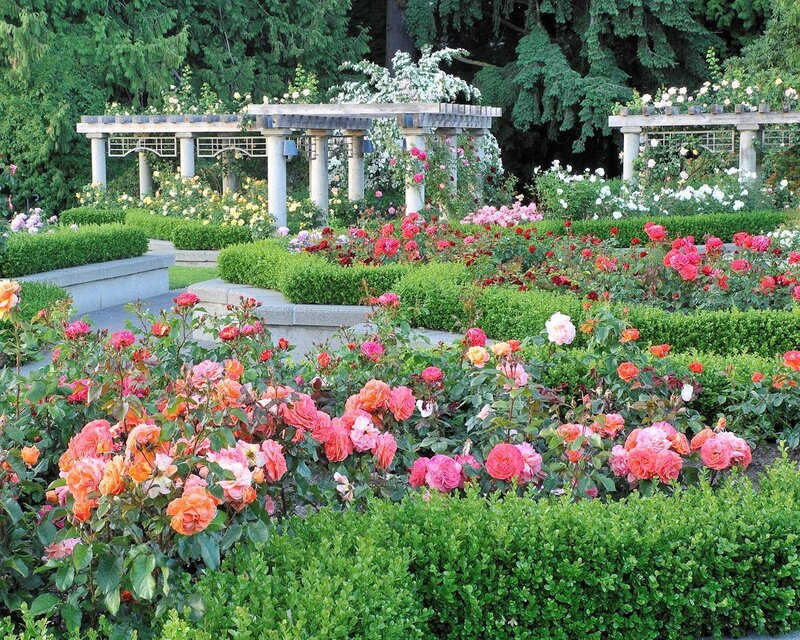 Rose Garden with Pergolas
