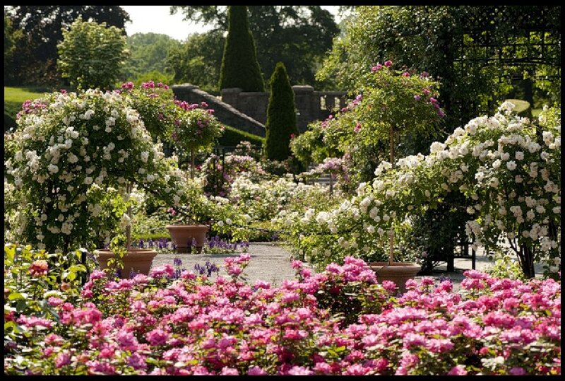 Rose Garden with Pink and White Roses