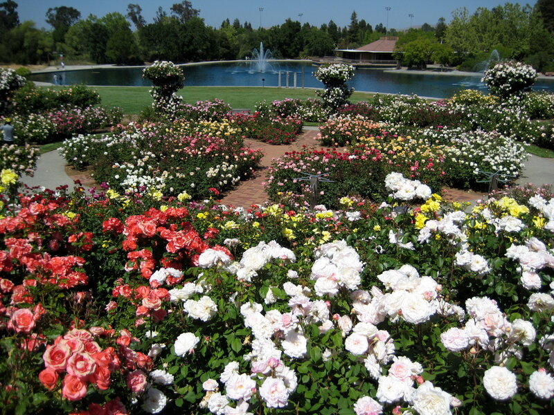 Rose Garden with Pond