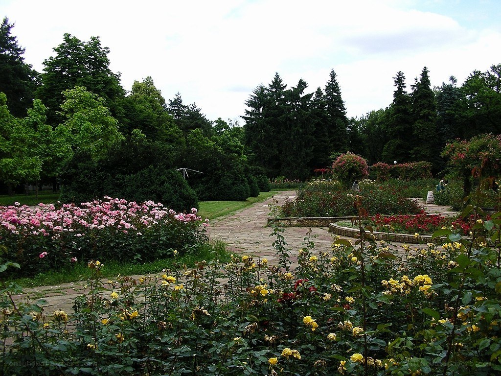 rose garden with stone path