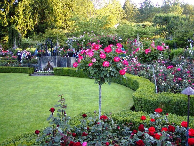 Rose Garden with Topiary