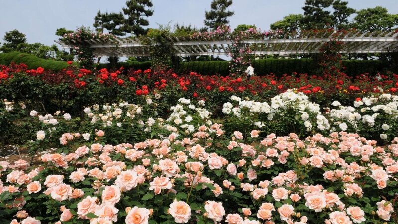 Rose Garden with Trellis