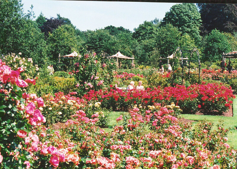 Rose Garden with Visitors — Pink