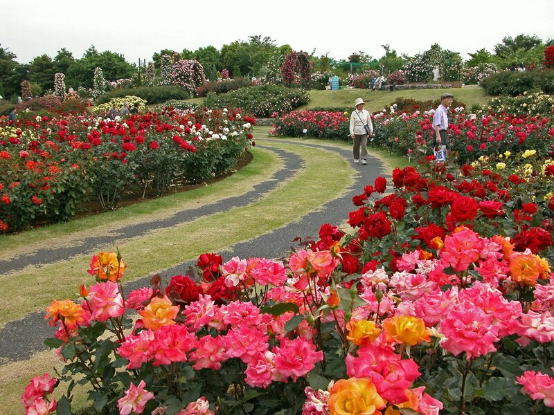 Rose Garden with Visitors