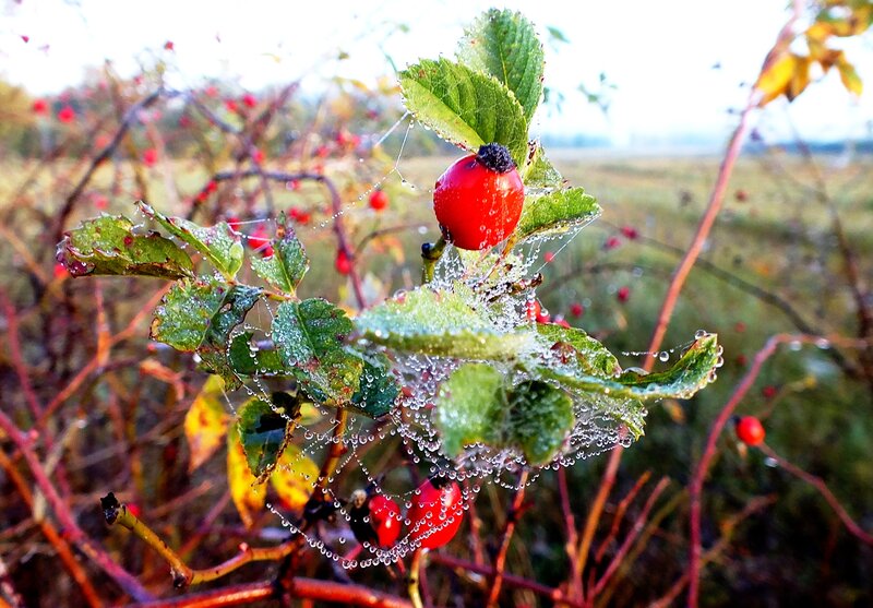 Rose Hip with Dew